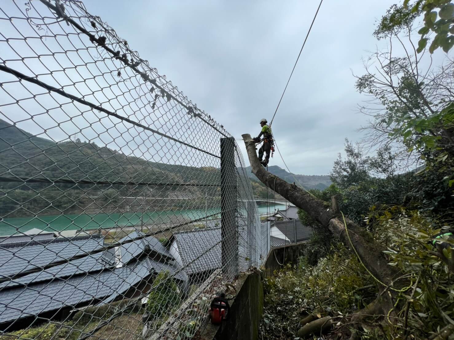 枝葉を落とした後はスタッフ杉山とクライマーを交代。断幹作業中の様子